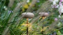 OOLITE FLOOR OUTDOOR