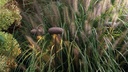 OOLITE FLOOR OUTDOOR