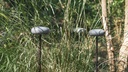 OOLITE FLOOR OUTDOOR