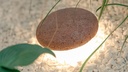 OOLITE TERRA FLOOR OUTDOOR