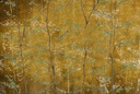 BOTANIKA COLLECTION – WOODS - MURAL 