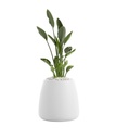 GOBI PLANTER 1