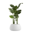 GOBI PLANTER 3