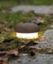 OOLITE TERRA FLOOR OUTDOOR
